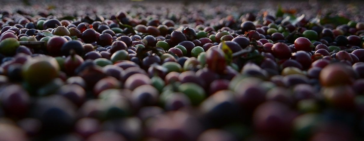 Your Trusted Source for Premium Robusta Coffee