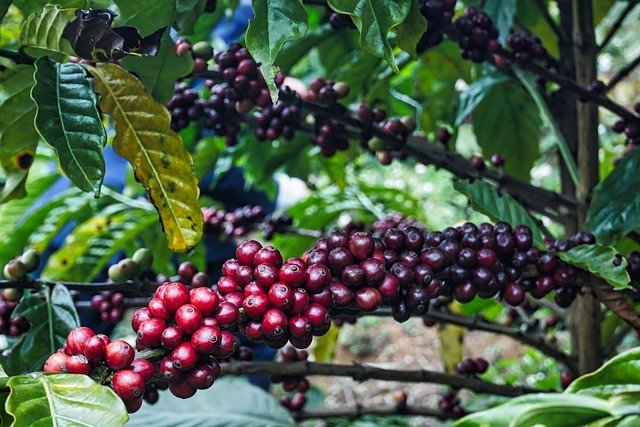 About Robusta Coffee