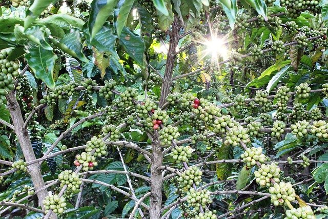 robusta export