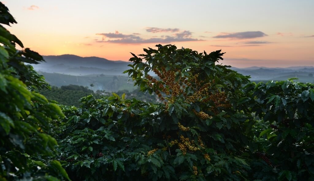 Indonesia coffee supply