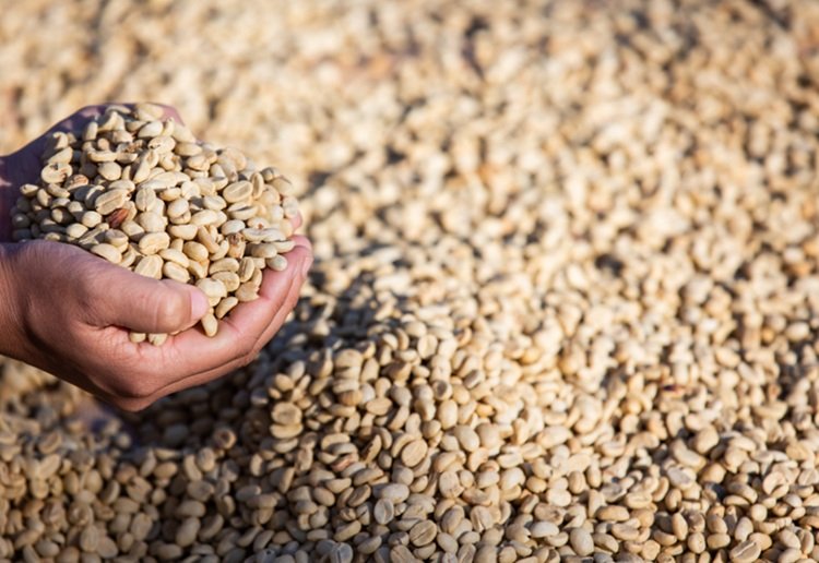 Vietnamese Robusta Coffee