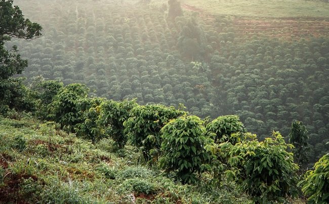 vietnamese robusta coffee farm